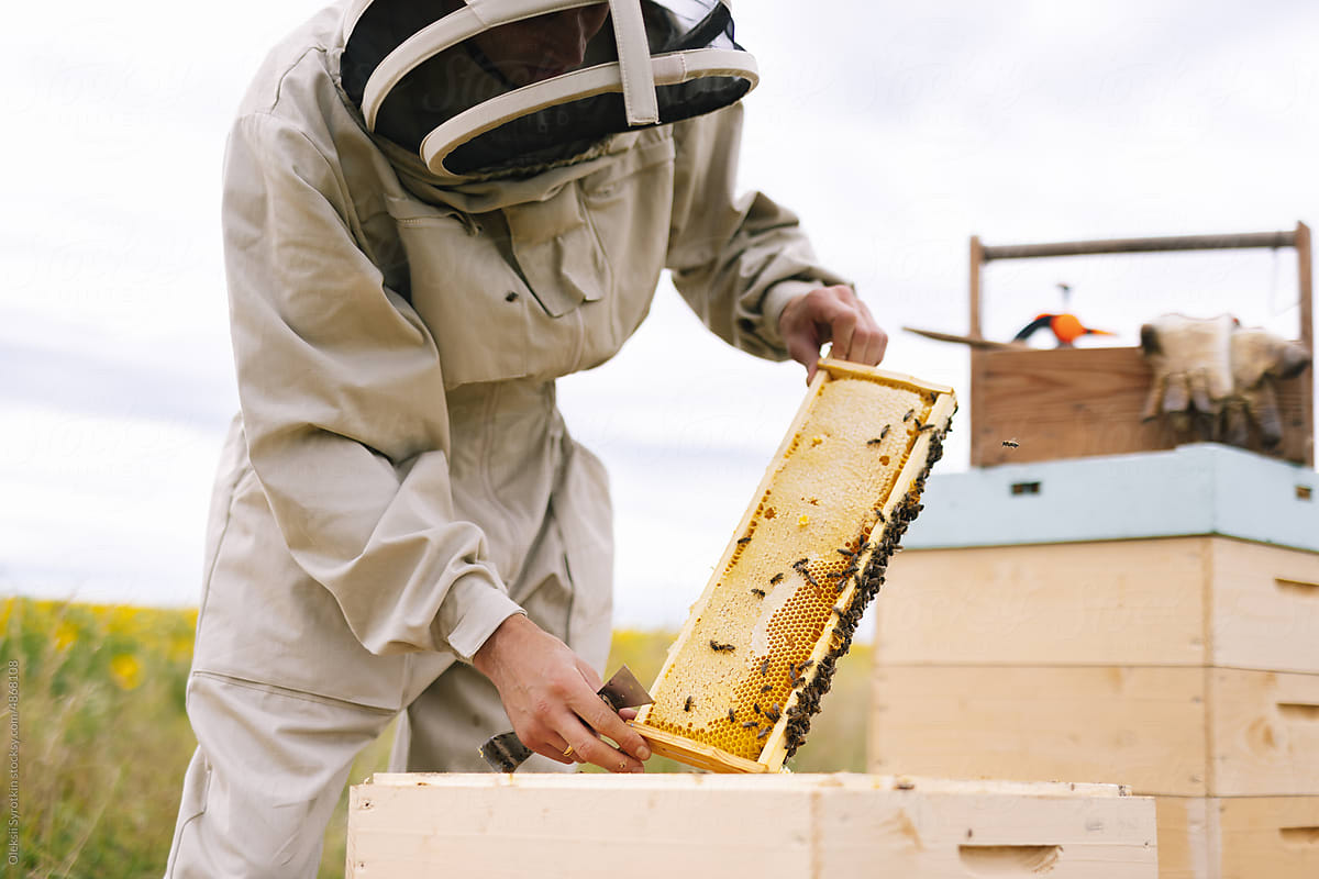 Beekeeper job honeycomb agriculture