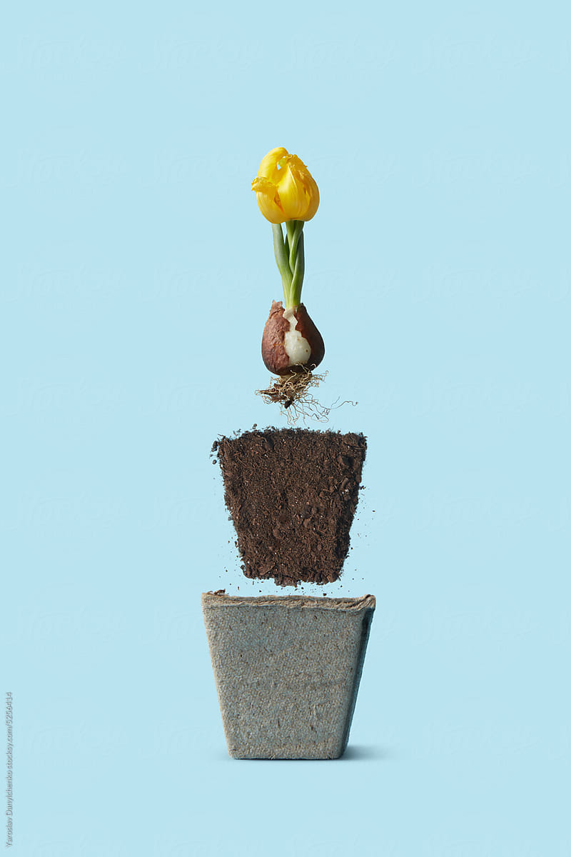 Tulip with sprouted bulb, soil and peat pot.