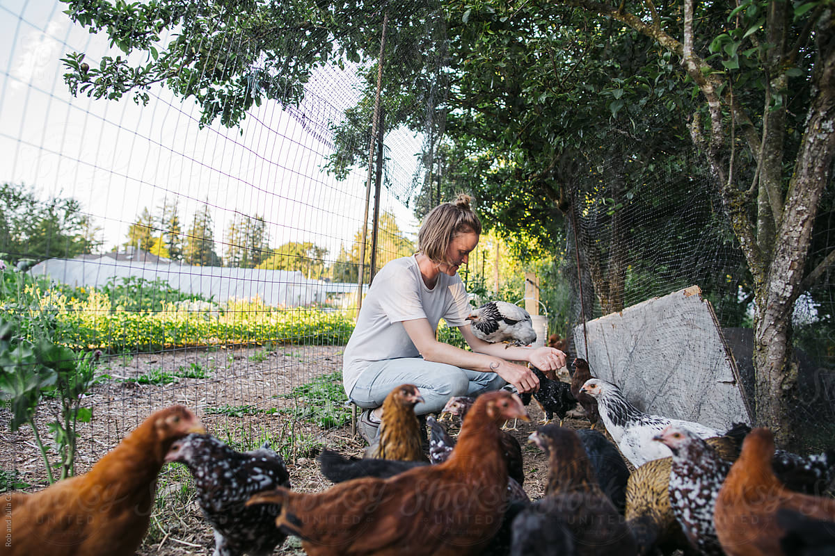 Woman spending time with laying chickens on farm
