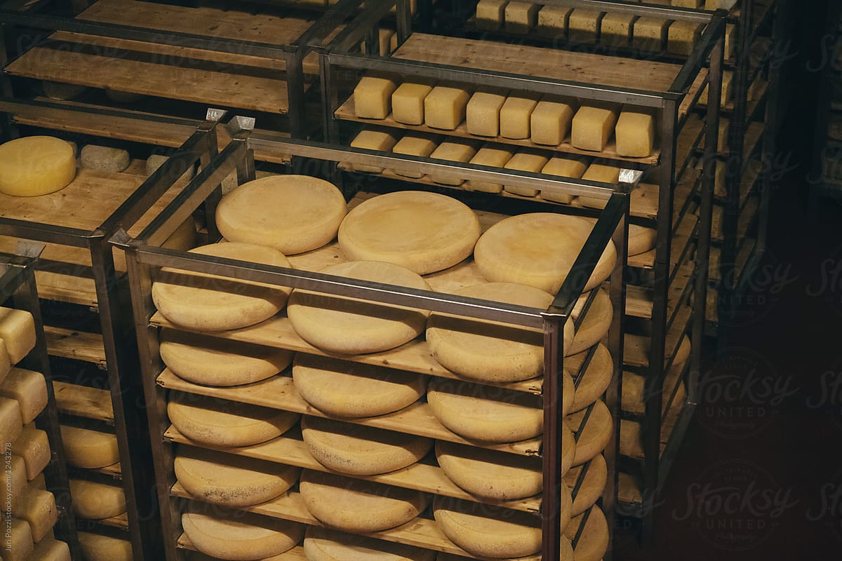 Aging cheese in a cellar