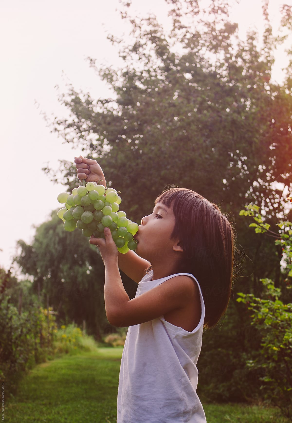 Organic Grape By Stocksy Contributor Nabi Tang Stocksy organic grape by stocksy contributor nabi tang stocksy
