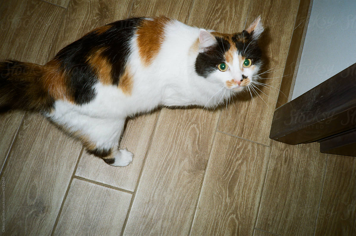 Tricolor cat placed on floor and looking at camera