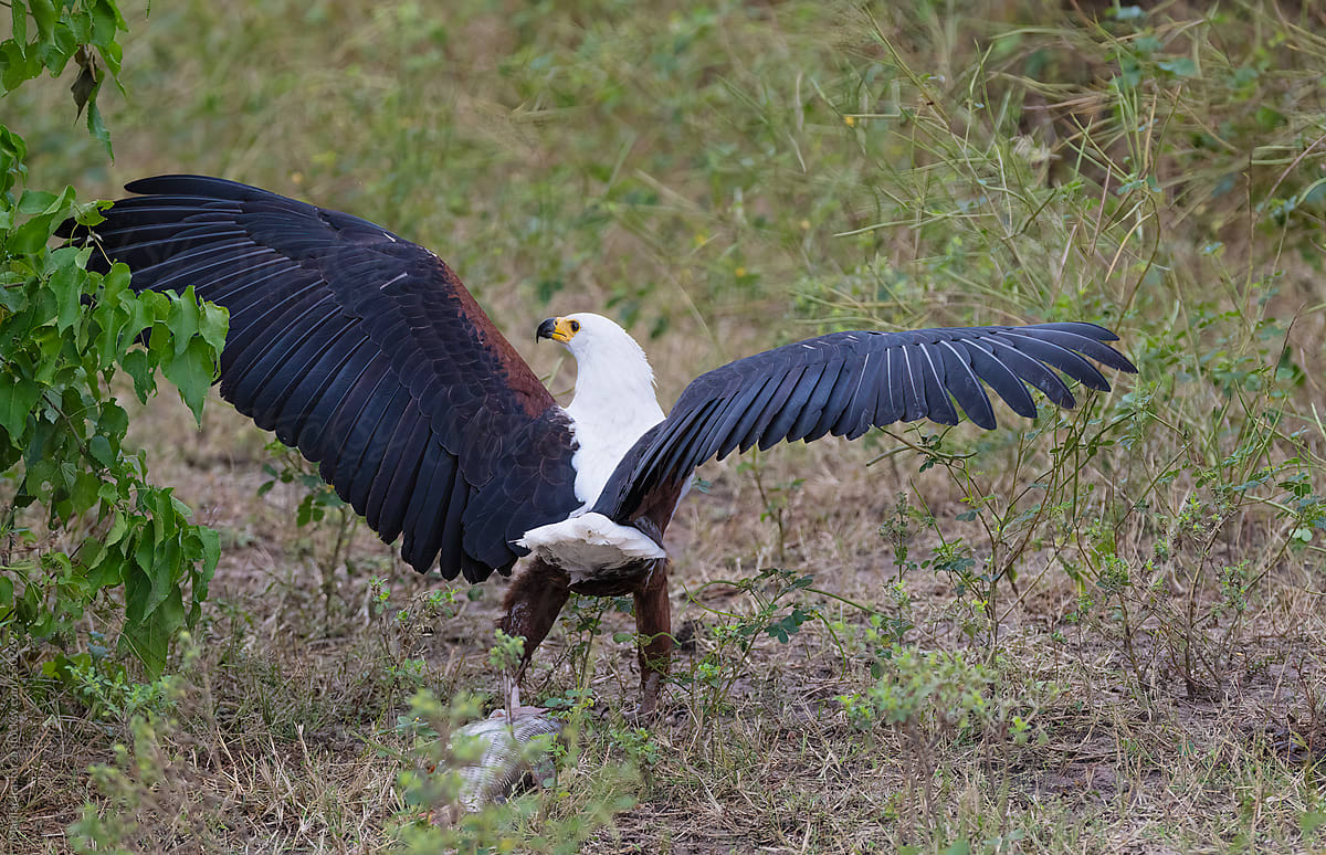African Fish Eagle Lands With A Catch On A Riverbank