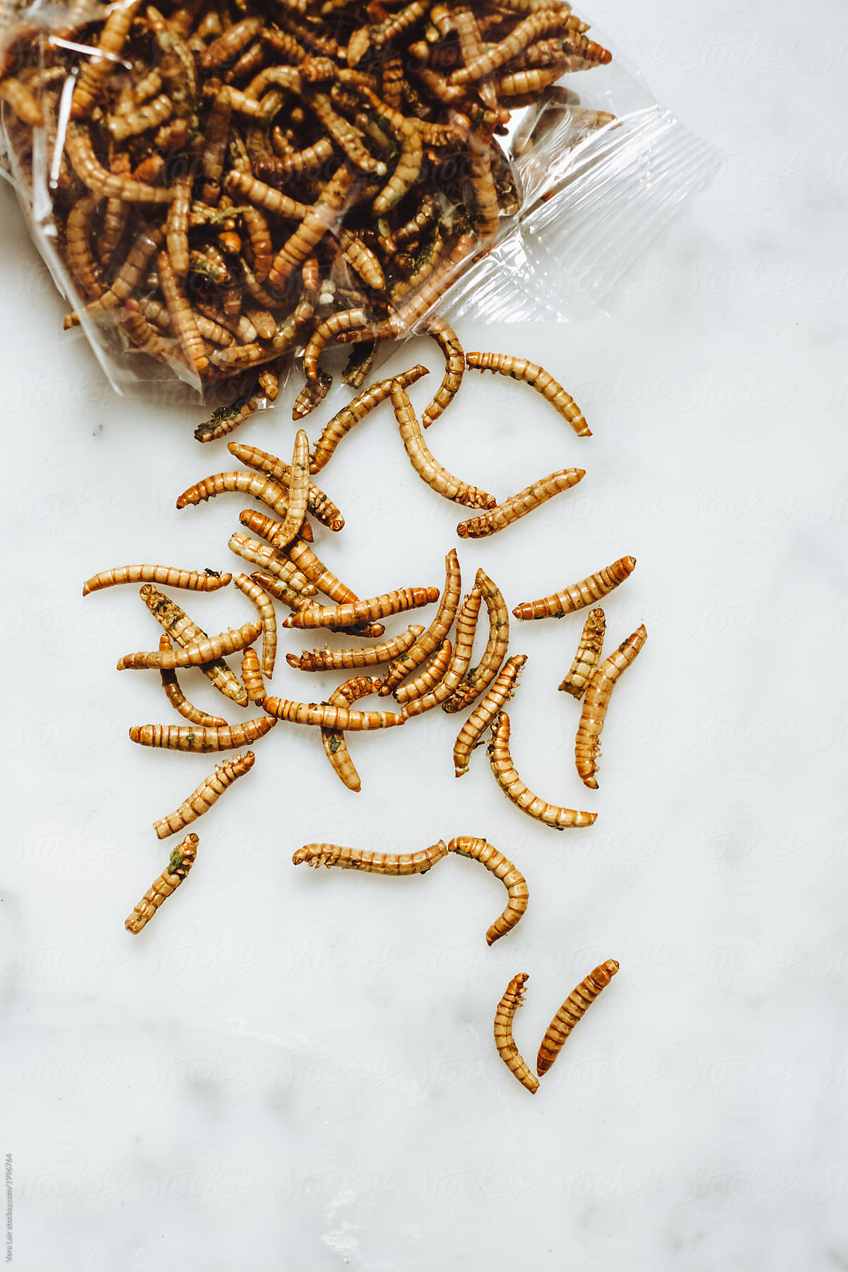 Close up of dried molitor worms