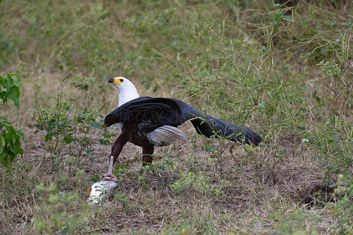 African Fish Eagle With A Fresh Catch In Its Talon
