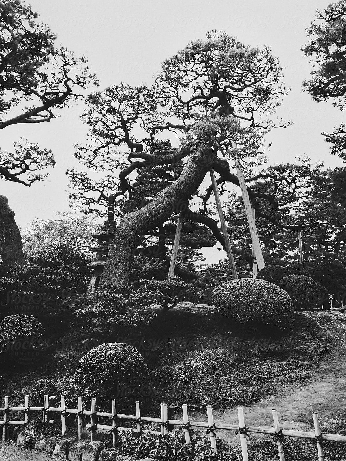 Black and White Shot of Old Trees in Japanese Garden