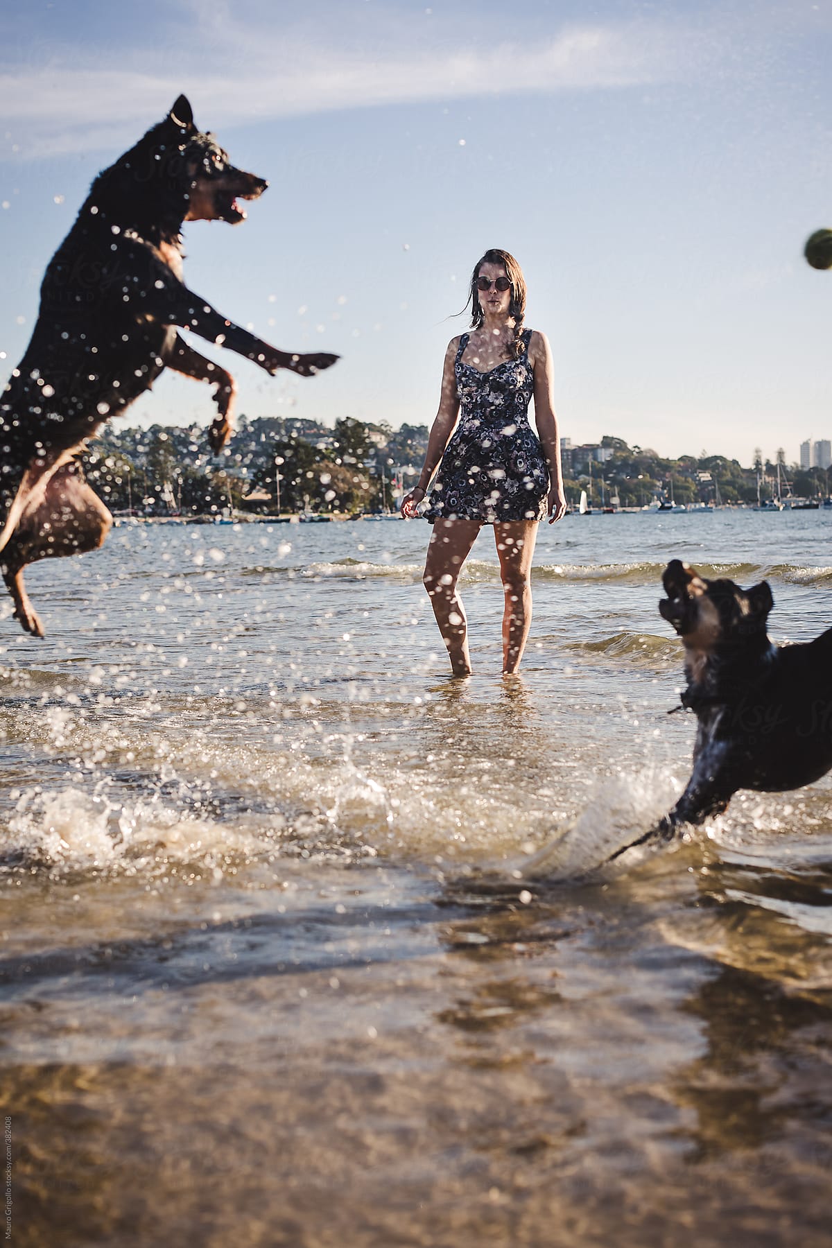 Dogs jump to get the ball in the sea
