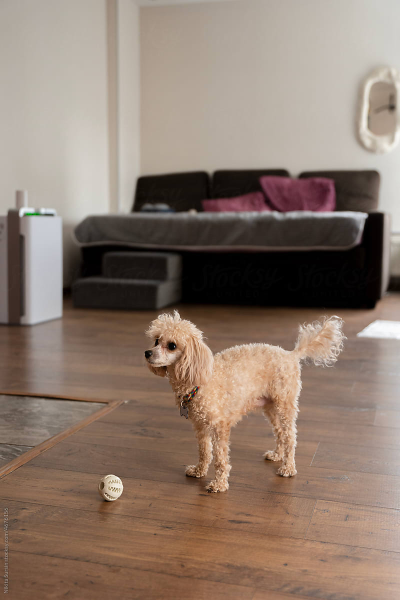 poodle dog playing at home