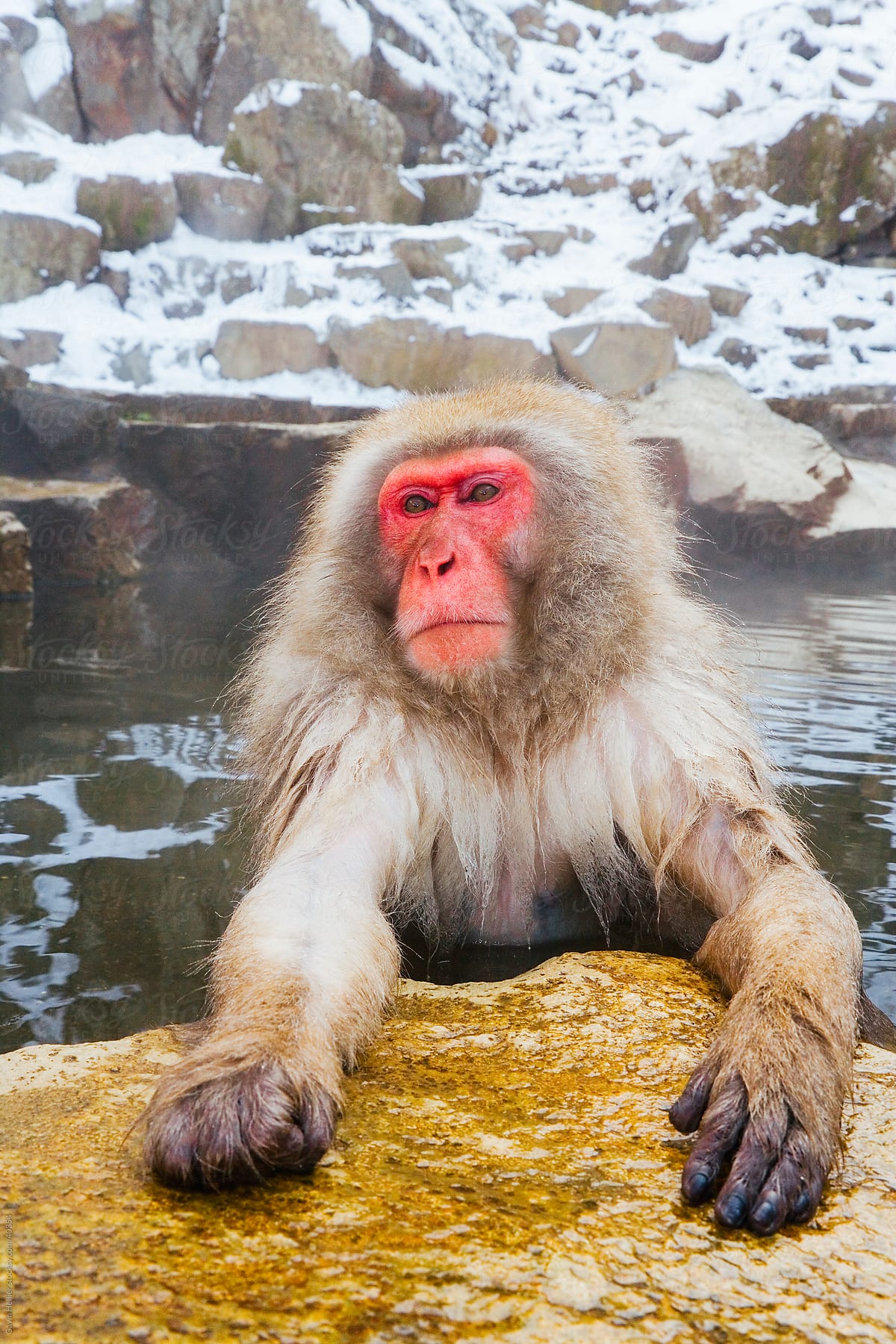 Young Japanese macaque (Macaca fuscata) / Snow monkey soaking in hot thermal spring pool, Joshin-etsu National Park, Honshu, Japan