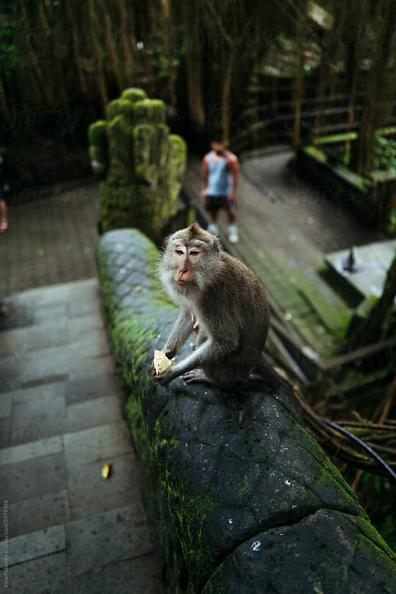 Monkey on Ancient Temple Wall in Jungle