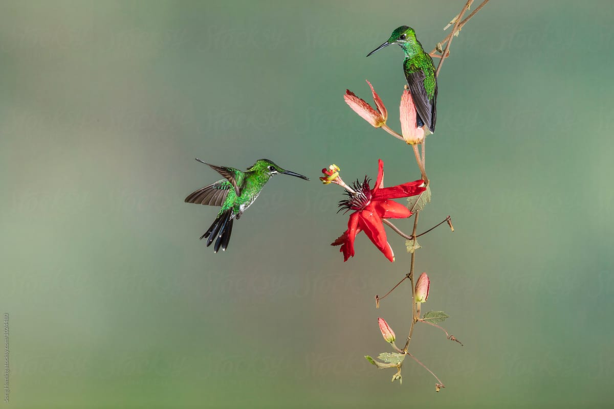Two hummingbird fly to the flower to eat nectar