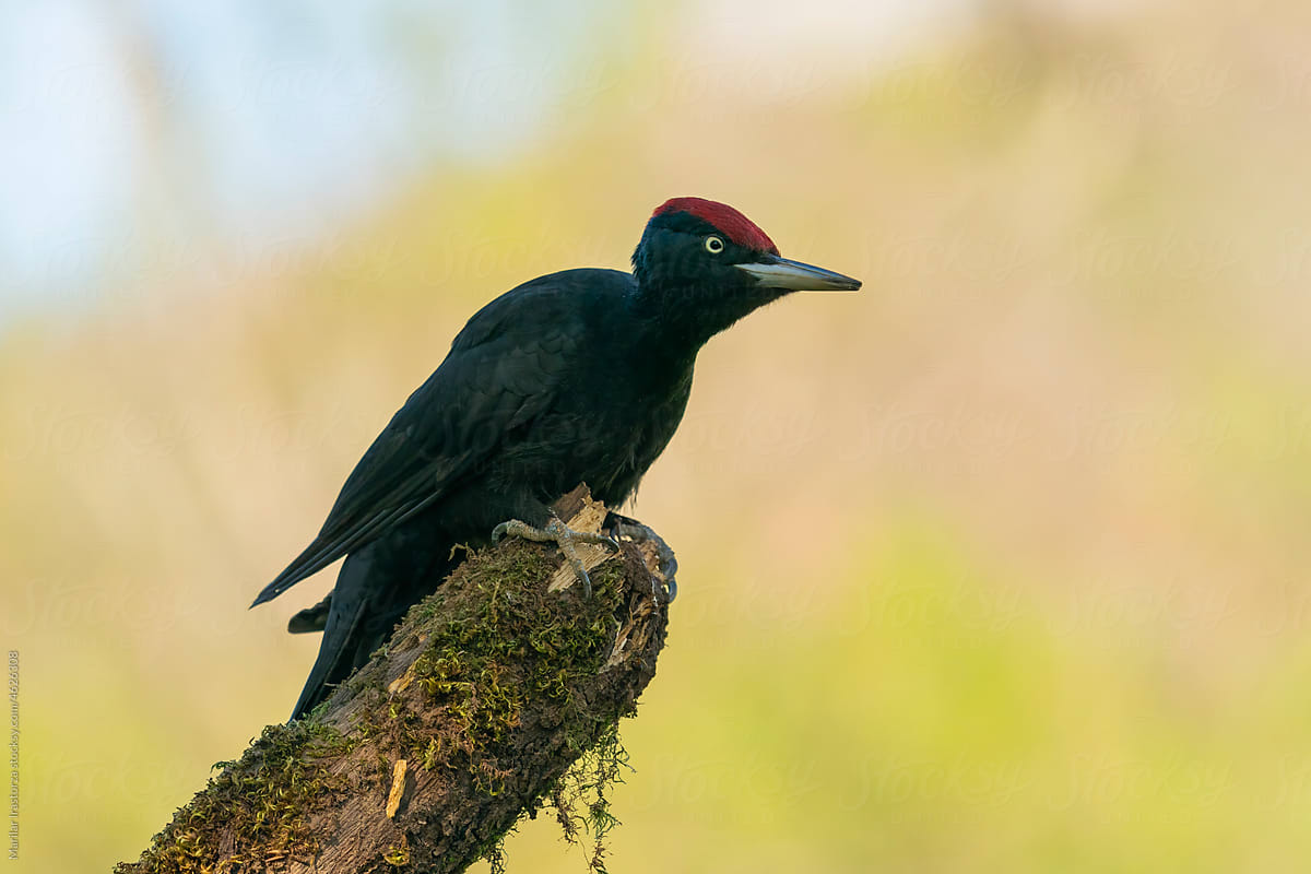Black Woodpecker Perched On A Branch