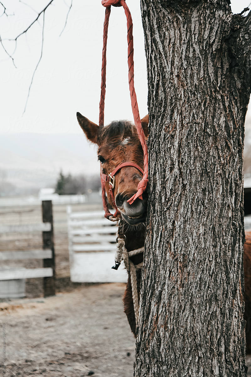 young colt tied to rope from tree