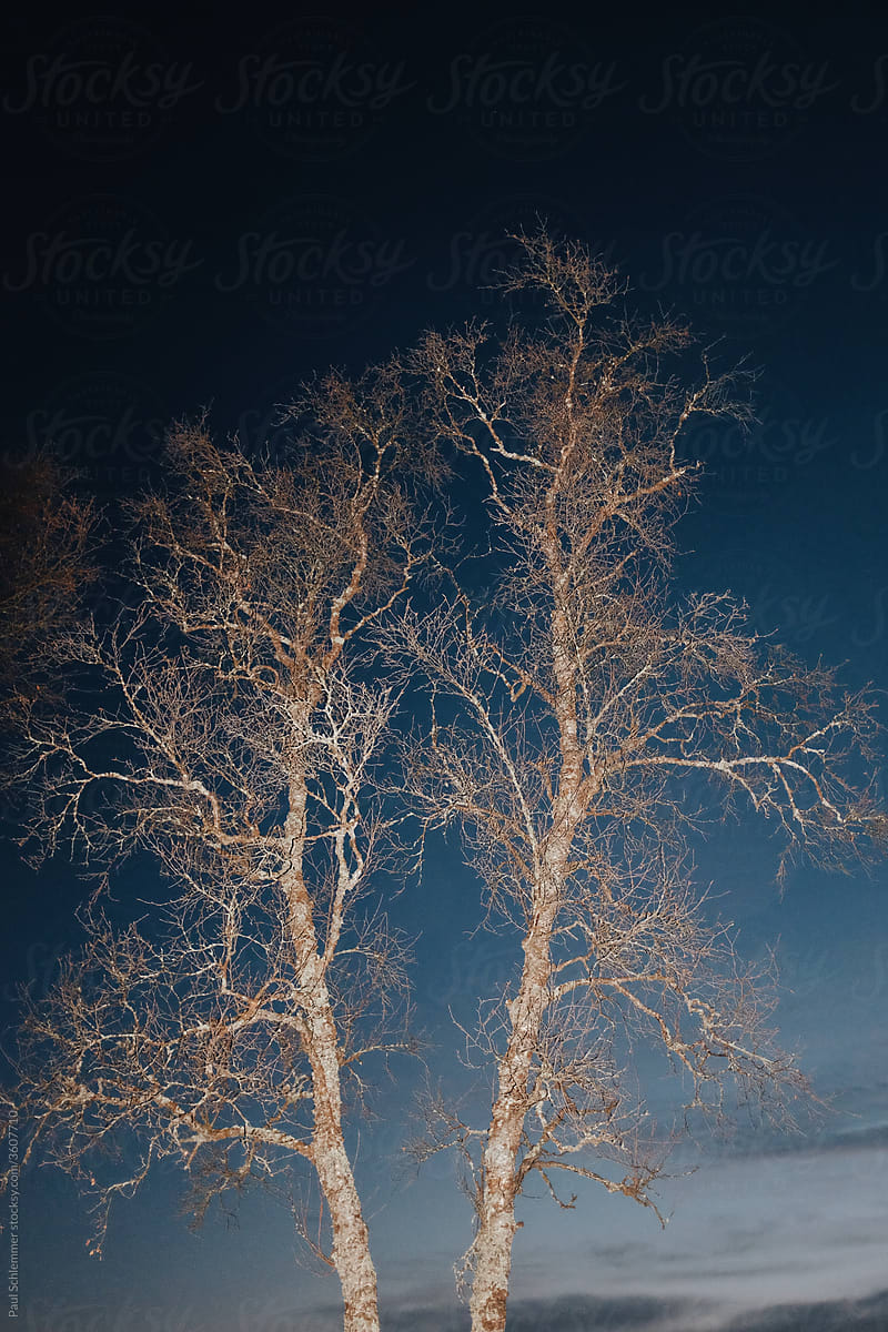 birch forest during polar night