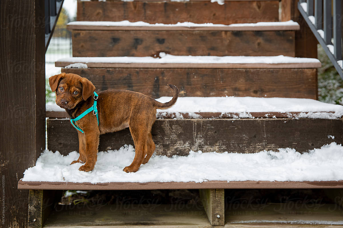 Copper puppy standing on snow covered deck stairs