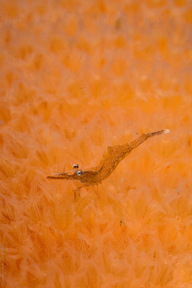 Elegant Coastal Shrimp on Sea Pen