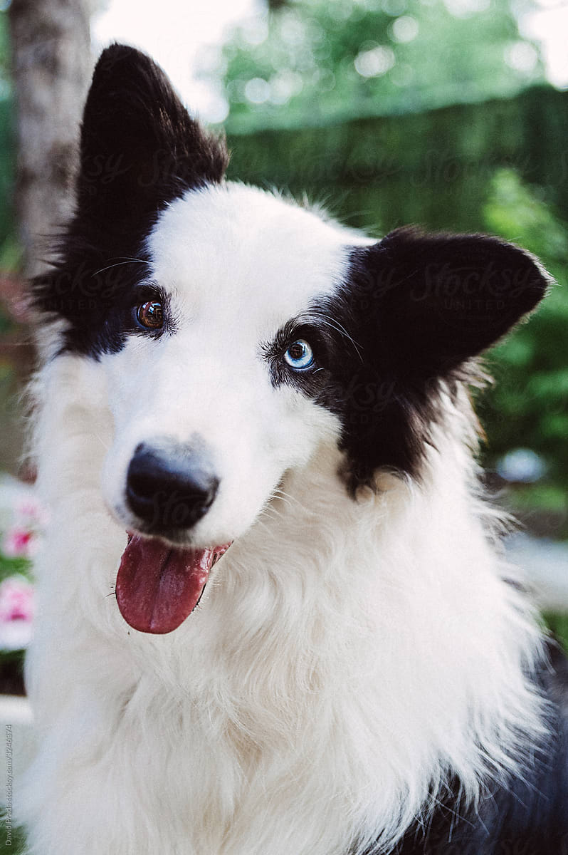 Adorable purebred dog with different eyes
