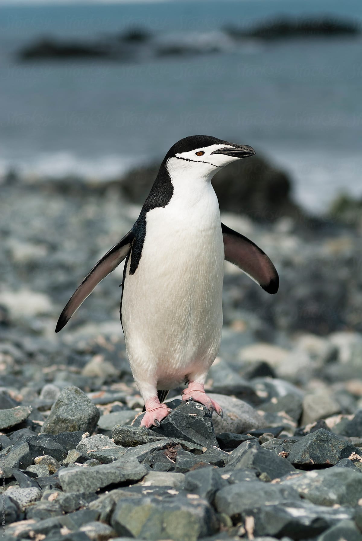 Chinstrap Penguins (Pygoscelis antarctica), Antarctica.