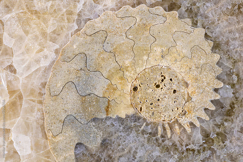 Ammonite fossil close up