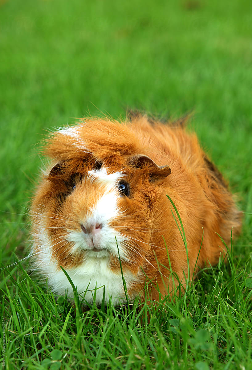 Brown and white guinea pig on grass