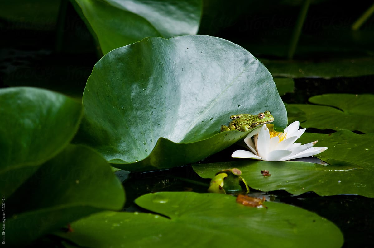 The frog among the green leaves of the water lily