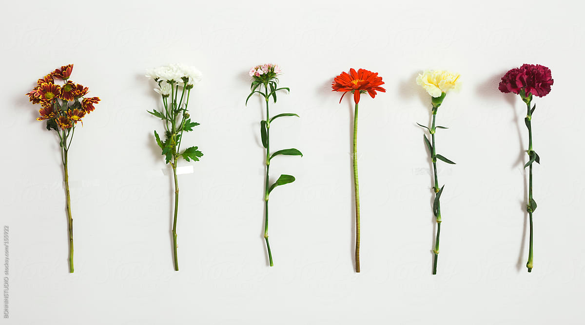 Six flowers on white wall. Spring time.