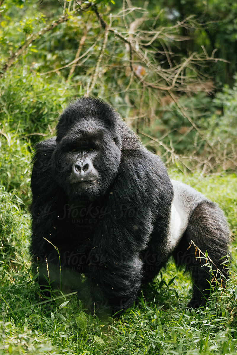 muscular gorilla