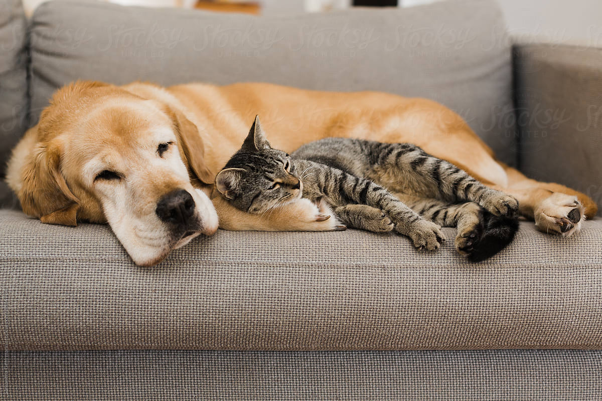 Labrador sleeping with a cat