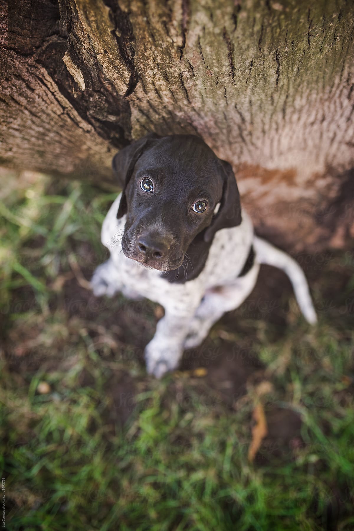 Lonely young puppy sitting next to a tree looking up with a sad face