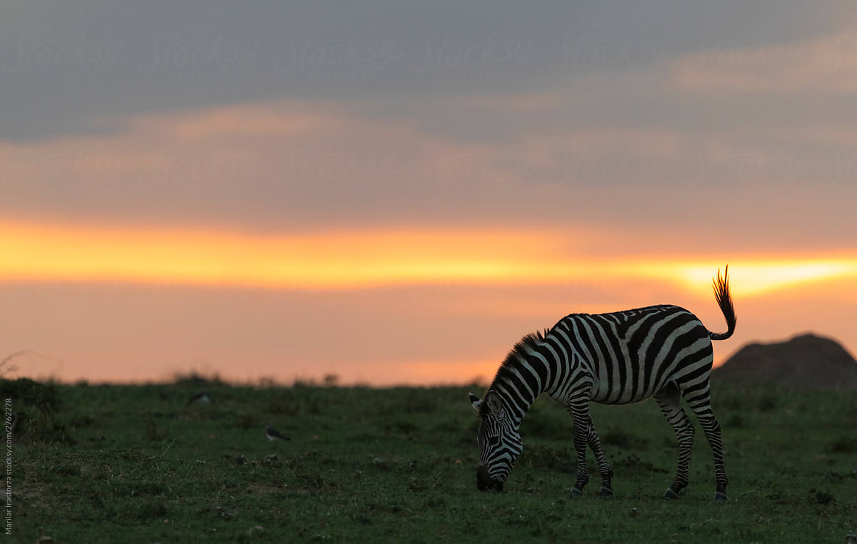 Zebra At Sunset