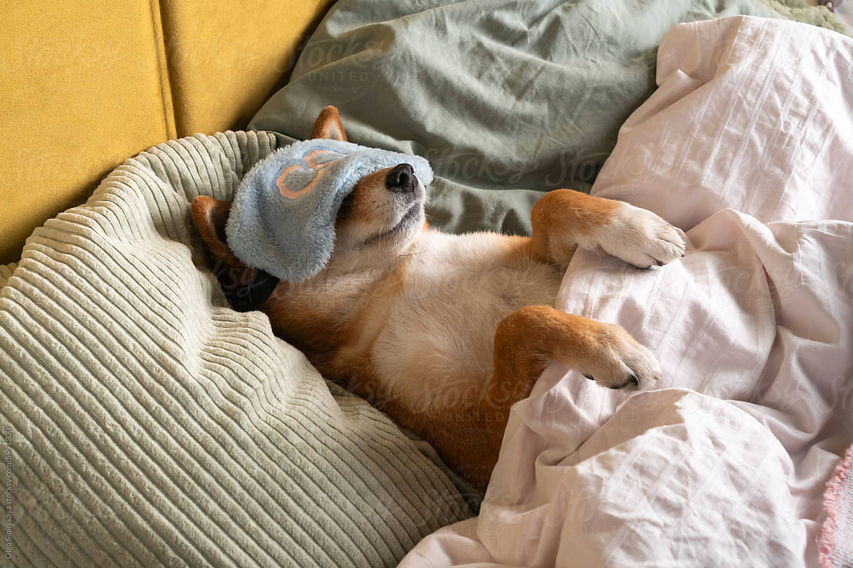 Dog sleeps in sleeping mask bed