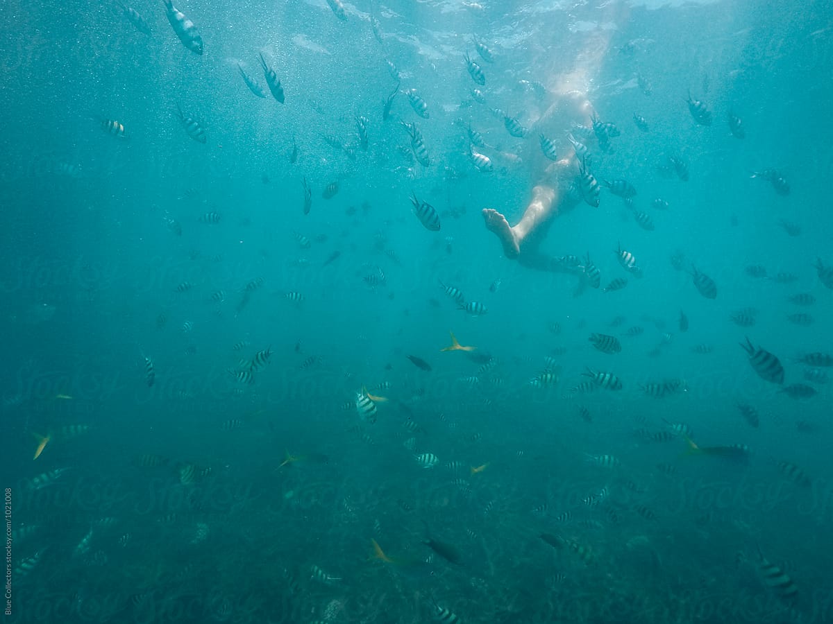 underwater view of many fish near the swimmer