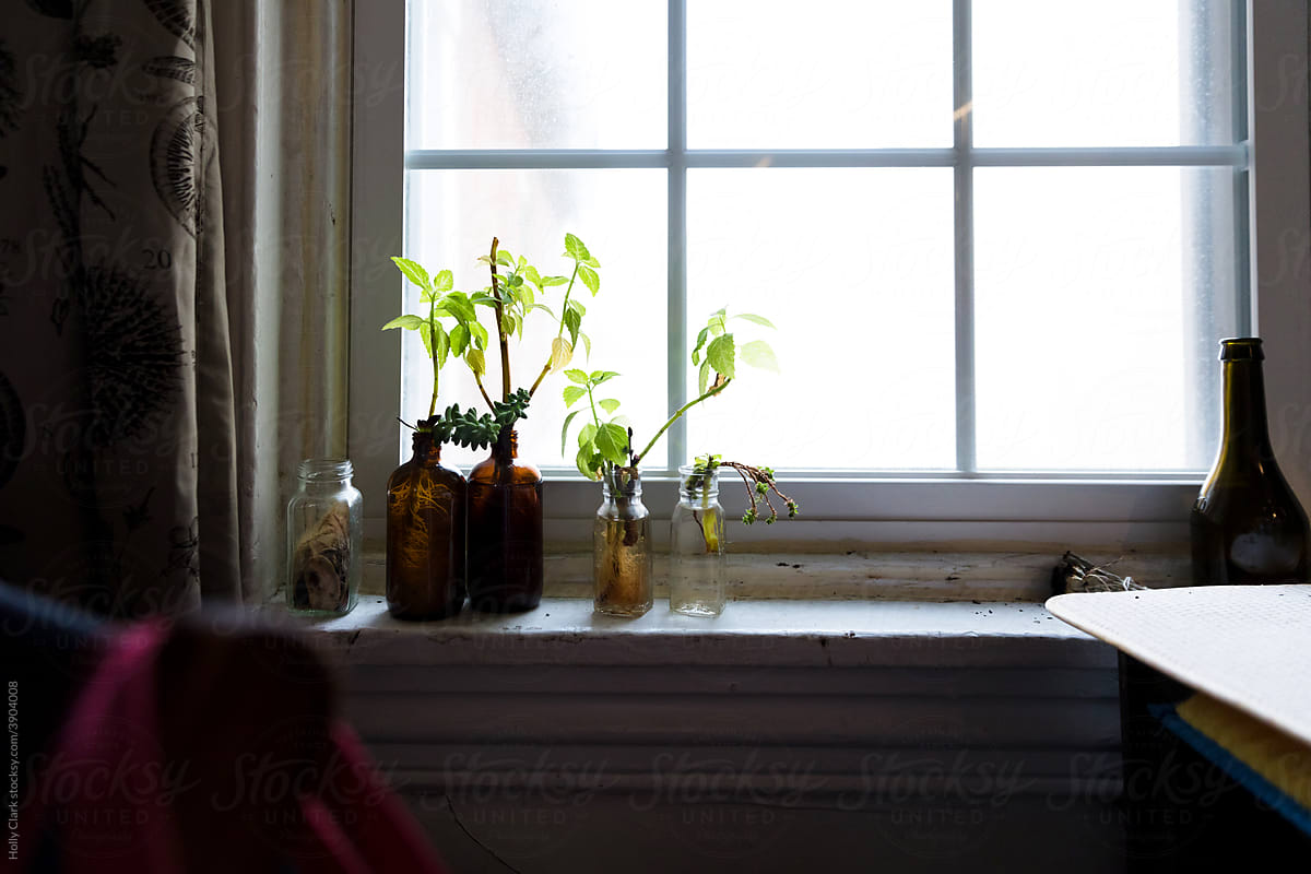 Plant cuttings in glass bottles on a windowsill