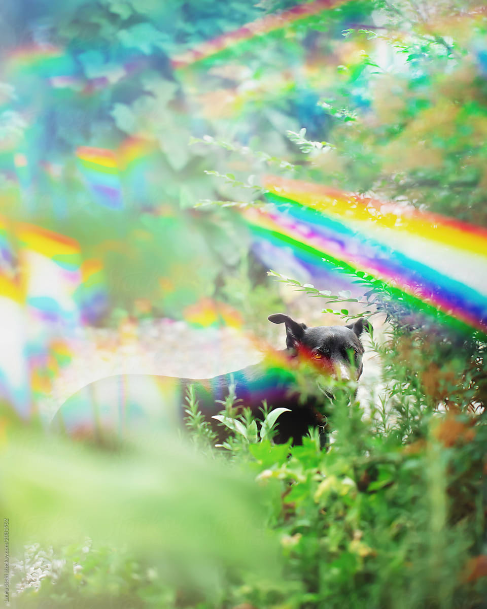 Black dog in garden with gleaming rainbows