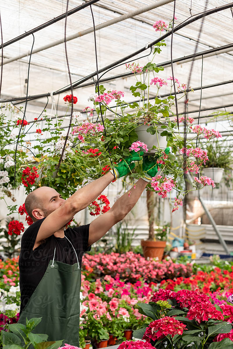 Florist hangs out flowerpot with flower inside greenhouse