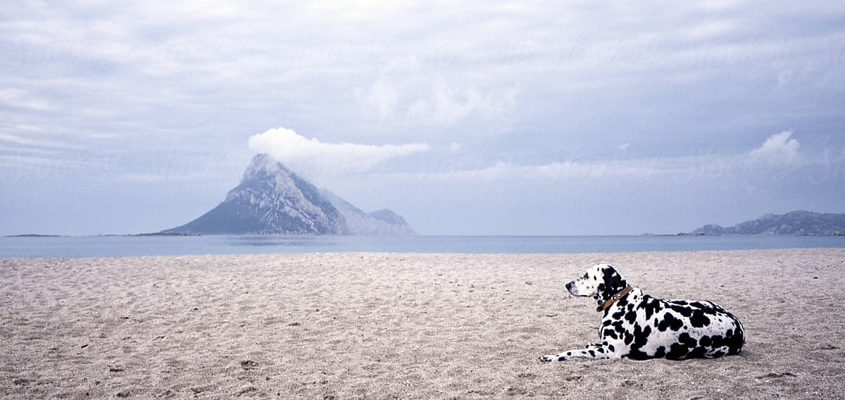 Picture of a Dalmatinian Dog On The Beach,  Sardinia Italy