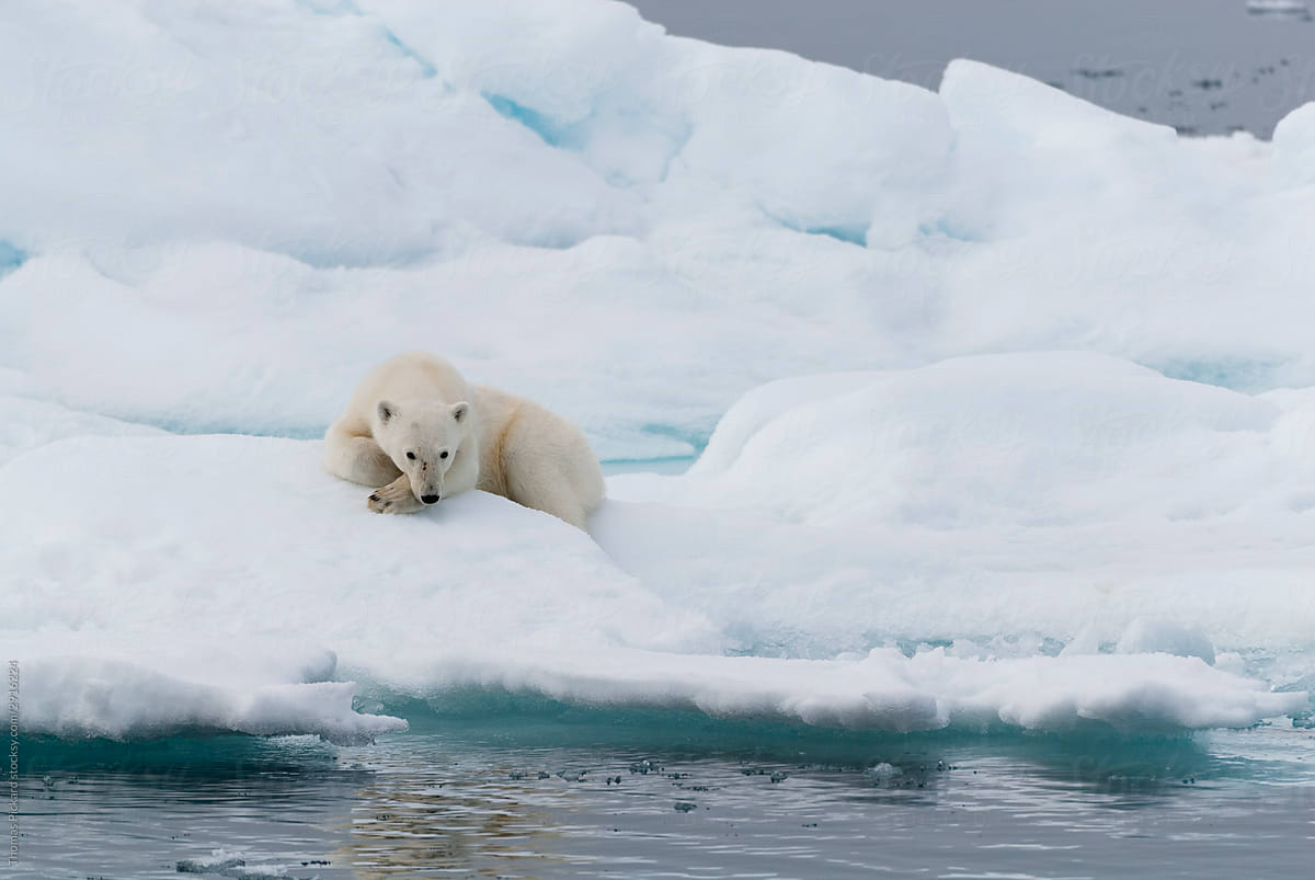 Polar bear resting.