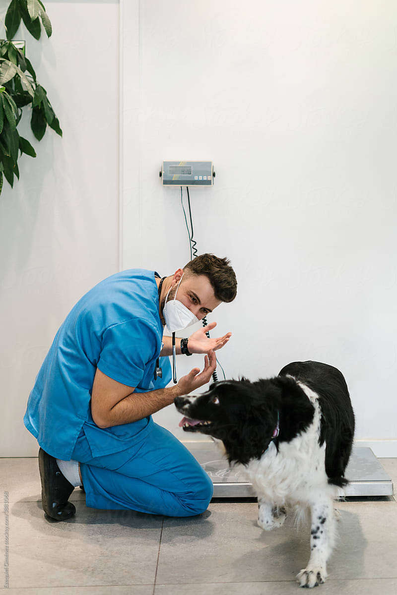Vet doctor and dog near scale