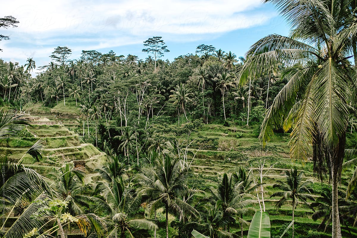 A terrace farm in Bali