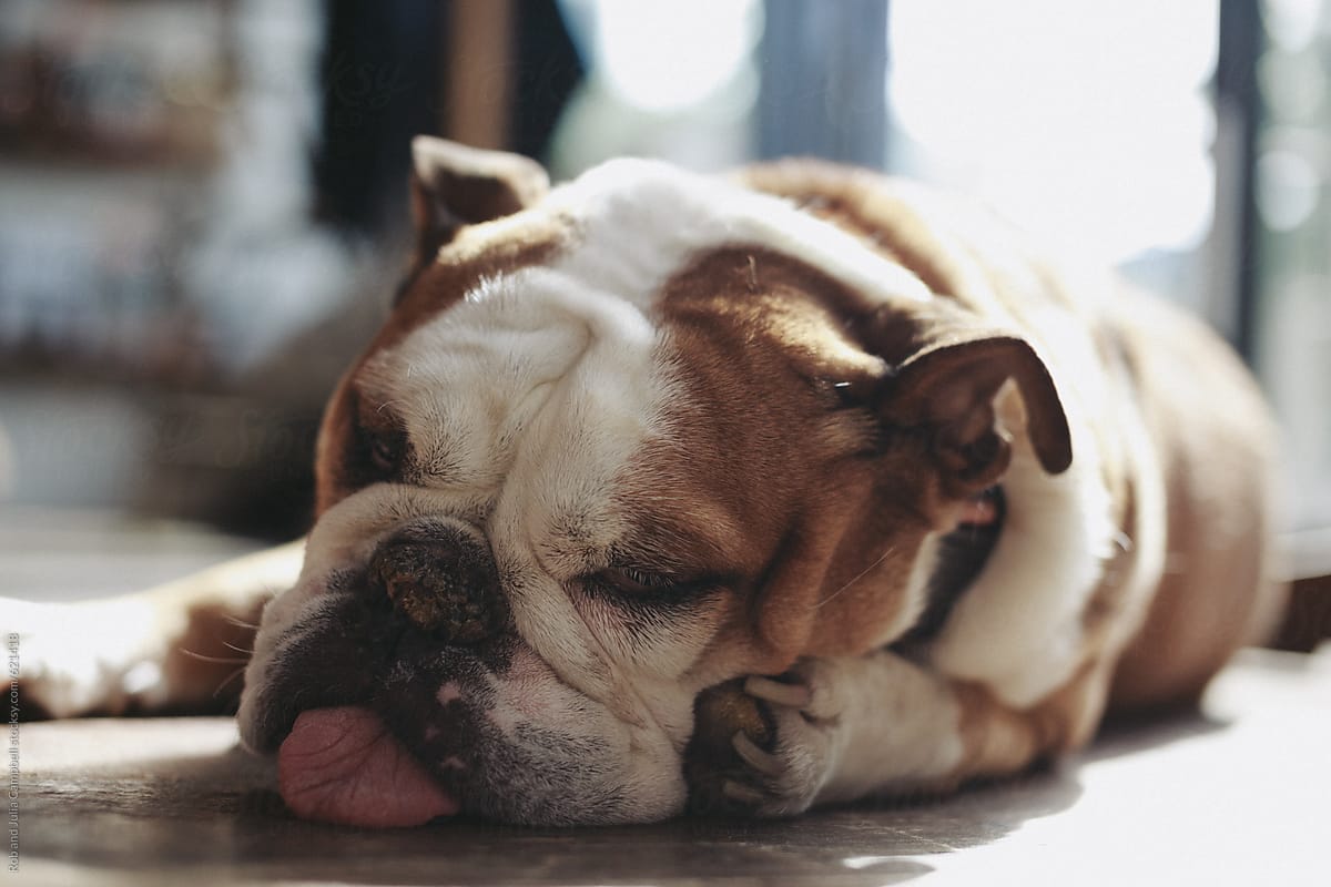Sleeping Bulldog