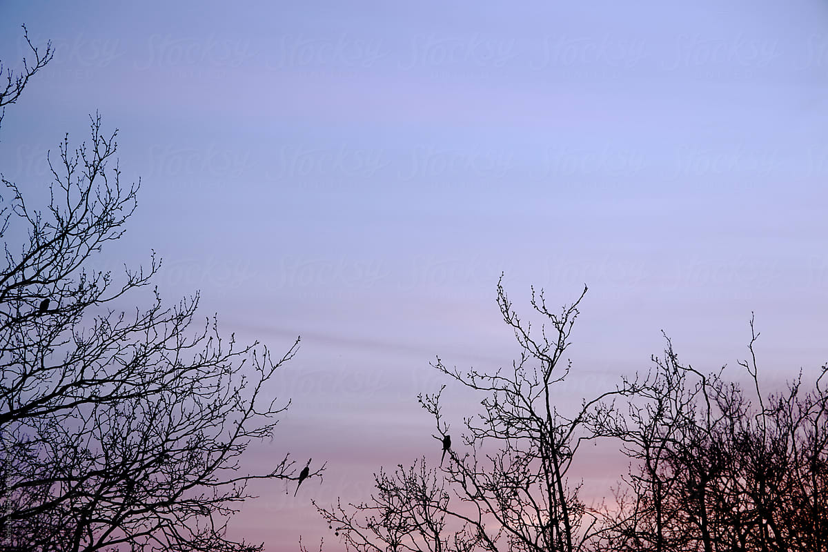 birds in bare trees after sunset