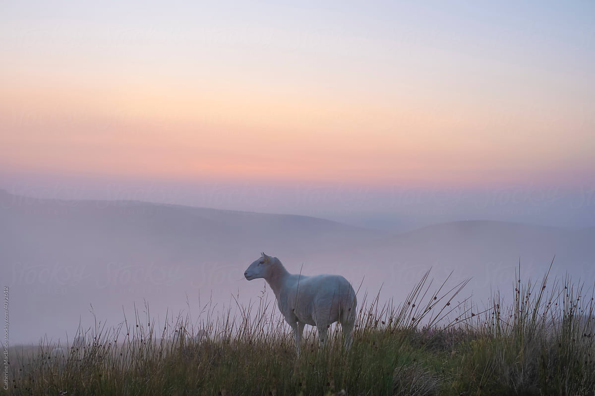 Sheep with a backdrop of colourful Fog, Dublin Mountains.
