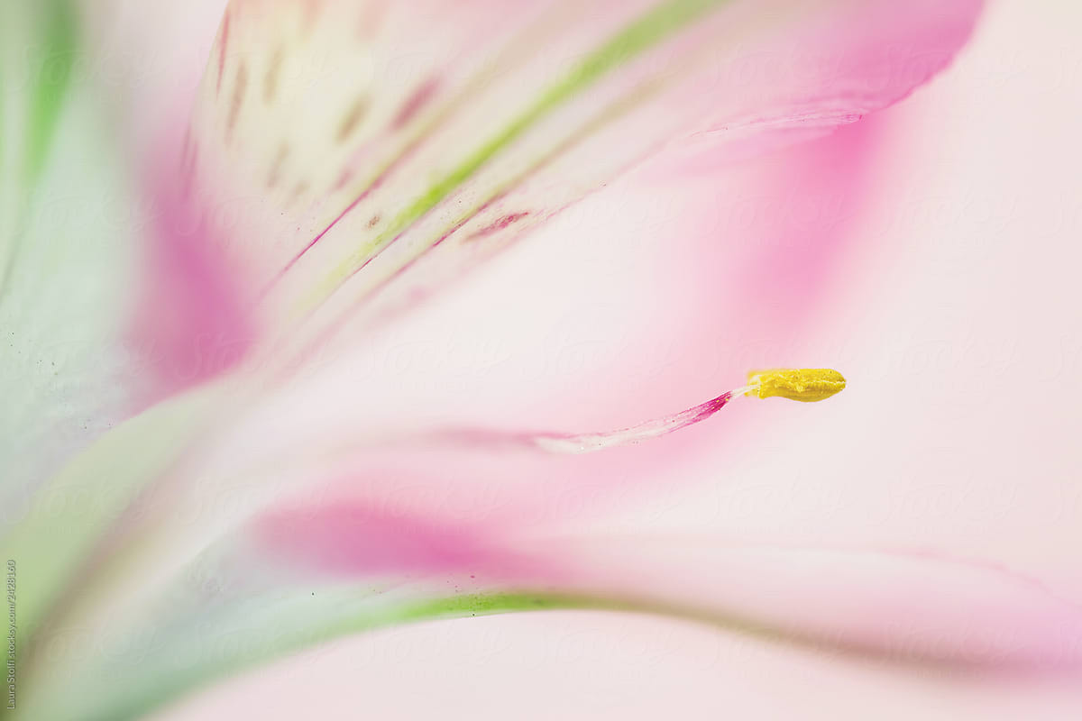 Pink lilies stock image. Image of petal, pistil, beautiful