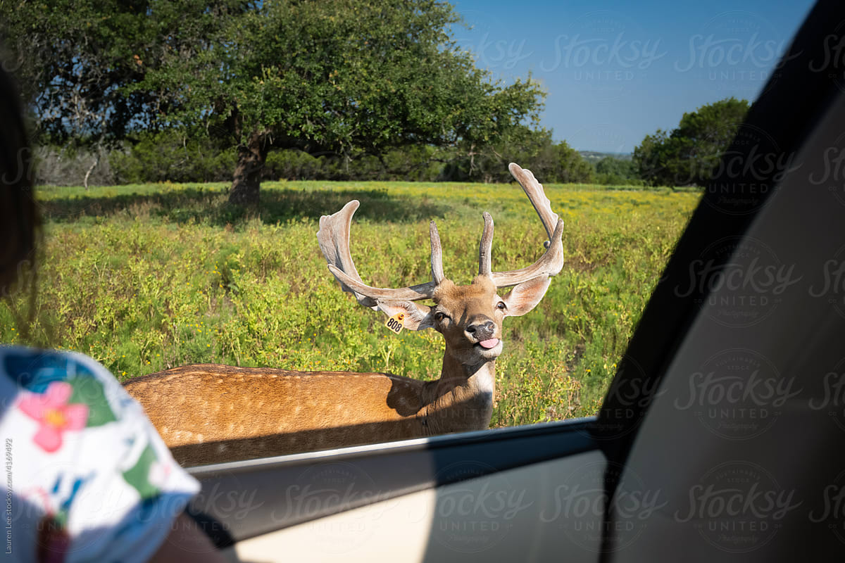 Deer going up to window of a car