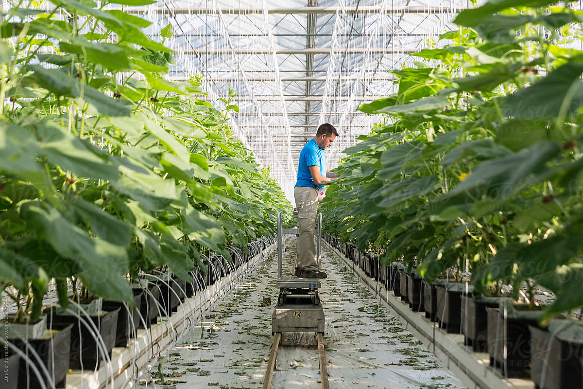 farm together hydroponic greenhouse