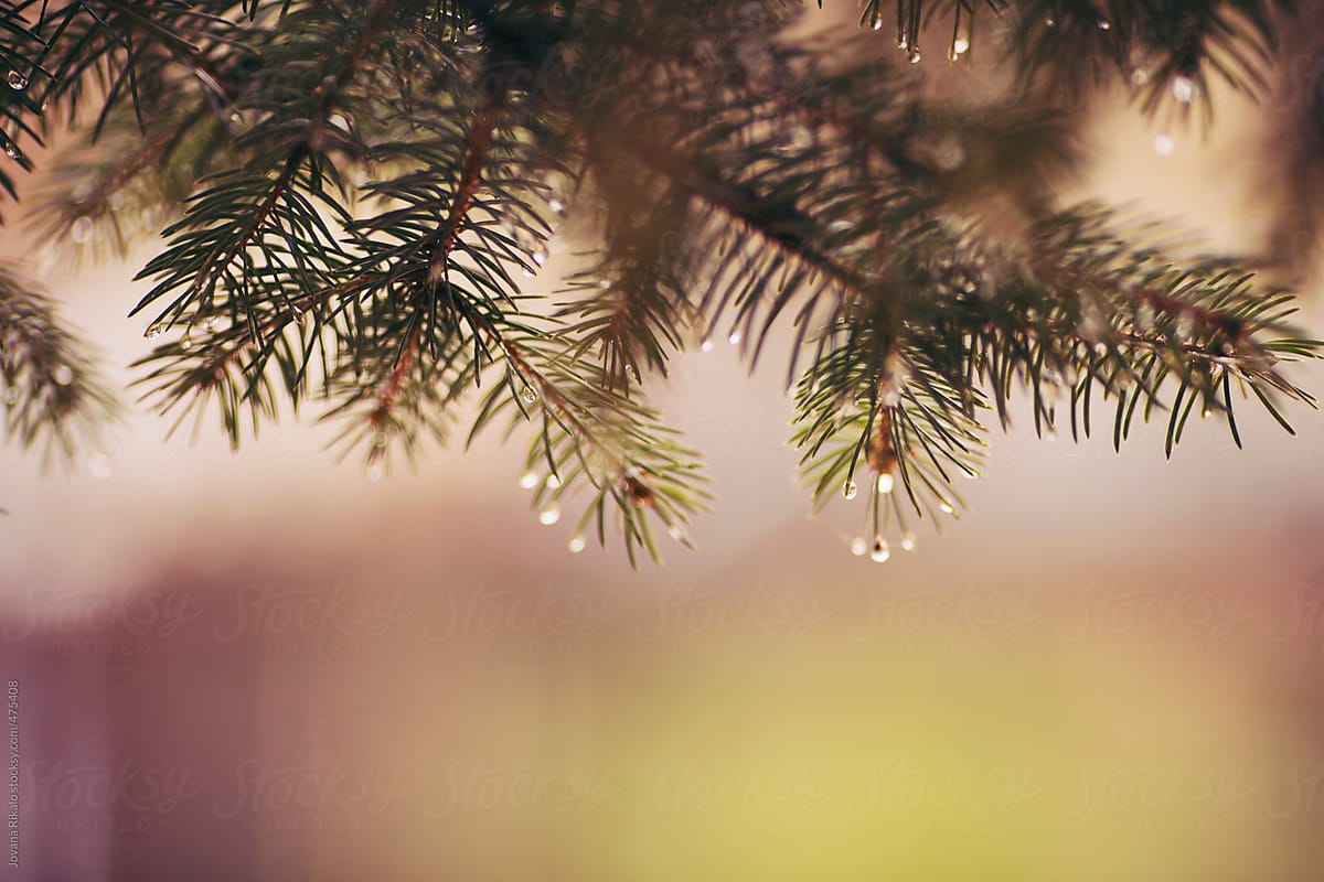 Fir needles with droplets of water
