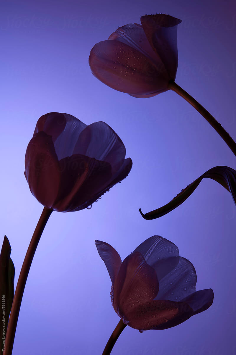 Elegant tulip silhouettes against blue backdrop.