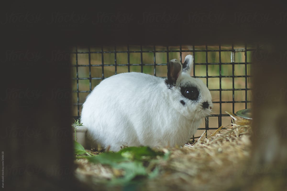 bunny through a hole