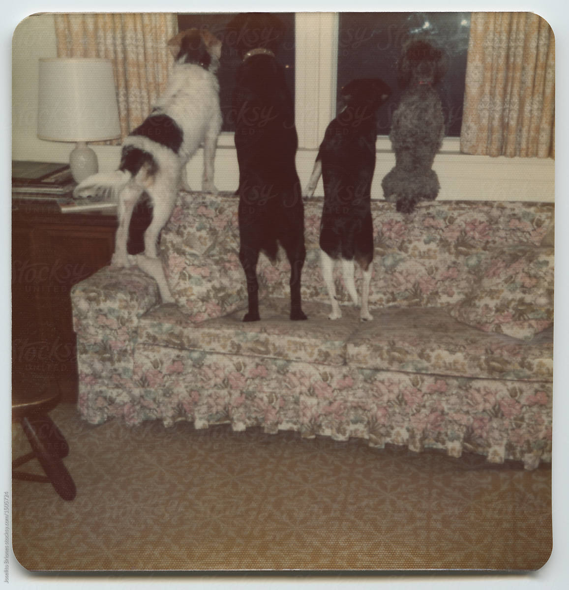 Pet dogs in a line looking out the window from the back of a couch in vintage photo