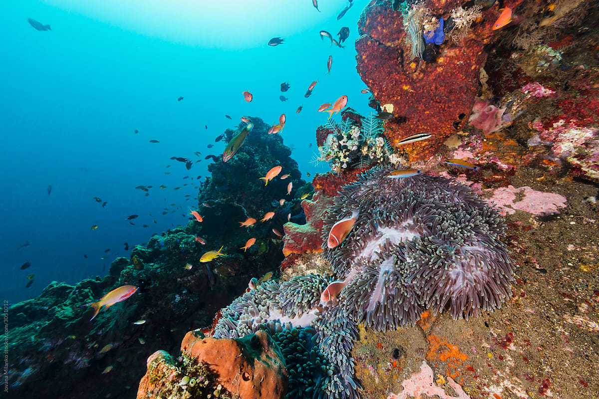 Life flourishing underwater  on the reef
